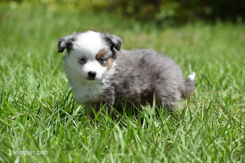Briar Rose  – Miniature Australian Shepherd puppy for sale in Palm Coast, FL