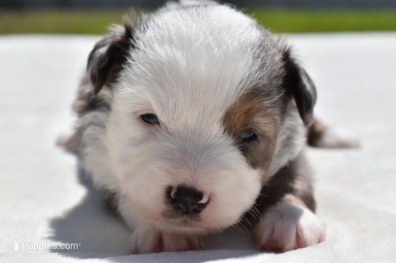 Briar Rose  – Miniature Australian Shepherd puppy for sale in Palm Coast, FL