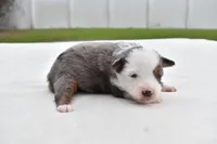 Briar Rose , a female Miniature Australian Shepherd for sale in Palm Coast, FL – Photo 2 of 7