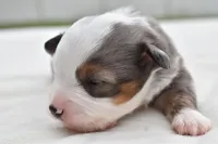 Briar Rose , a female Miniature Australian Shepherd for sale in Palm Coast, FL – Photo 4 of 7