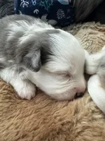 Briar Rose , a female Miniature Australian Shepherd for sale in Palm Coast, FL – Photo 7 of 7