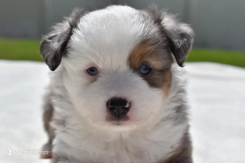 Briar Rose  – Miniature Australian Shepherd puppy for sale in Palm Coast, FL