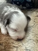 Briar Rose , a female Miniature Australian Shepherd for sale in Palm Coast, FL – Photo 6 of 7