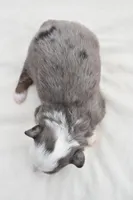 Briar Rose , a female Miniature Australian Shepherd for sale in Palm Coast, FL – Photo 3 of 7