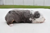 Briar Rose , a female Miniature Australian Shepherd for sale in Palm Coast, FL – Photo 5 of 7