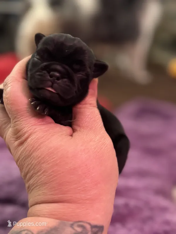Cider  – Pug puppy for sale in Palm Coast, FL