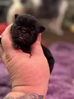 Cider , a male Pug for sale in Palm Coast, FL – 1 of 2