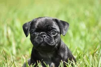 Daphne, a female Pug for sale in Palm Coast, FL – 1 of 6