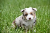 Luna, a female Toy Australian Shepherd for sale in Palm Coast, FL – 7 of 9