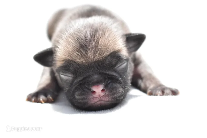 Sugar Plum  – Pug puppy for sale in Palm Coast, FL