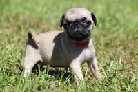 Sugar Plum , a female Pug for sale in Palm Coast, FL – 5 of 5