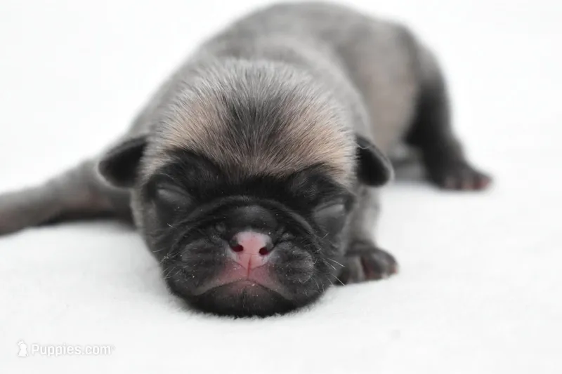 Sugar Plum  – Pug puppy for sale in Palm Coast, FL