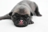 Sugar Plum , a female Pug for sale in Palm Coast, FL – Photo 1 of 2