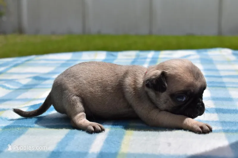 Sugar Plum  – Pug puppy for sale in Palm Coast, FL