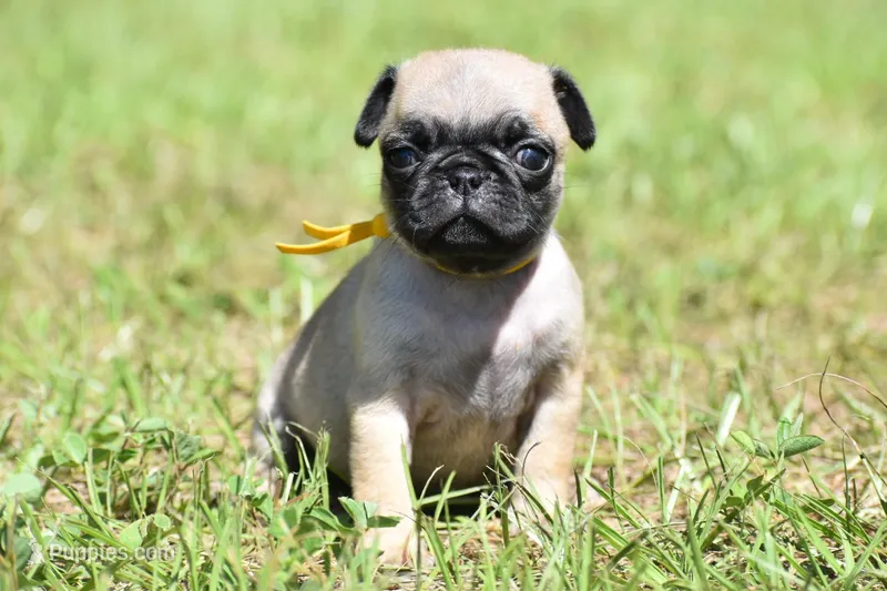 Sugar Plum  – Pug puppy for sale in Palm Coast, FL