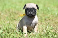 Sugar Plum , a female Pug for sale in Palm Coast, FL – 1 of 5