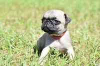 Sugar Plum , a female Pug for sale in Palm Coast, FL – 4 of 5