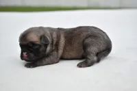 Sugar Plum , a female Pug for sale in Palm Coast, FL – Photo 2 of 2