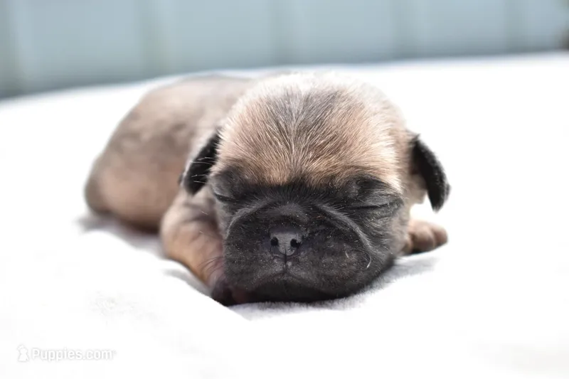 Sugar Plum  – Pug puppy for sale in Palm Coast, FL