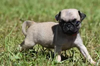Sugar Plum , a female Pug for sale in Palm Coast, FL – 3 of 5