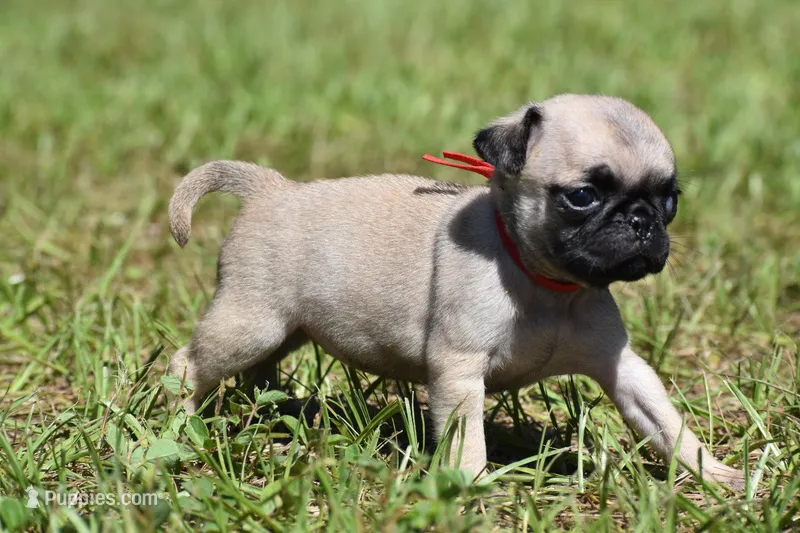 Sugar Plum  – Pug puppy for sale in Palm Coast, FL