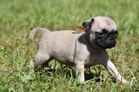 Sugar Plum , a female Pug for sale in Palm Coast, FL – 2 of 5