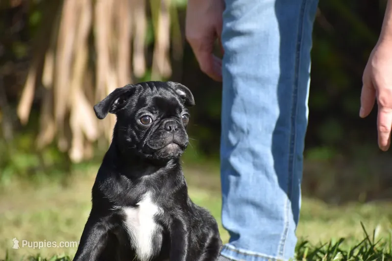 Scooby  – Pug puppy for sale in Palm Coast, FL