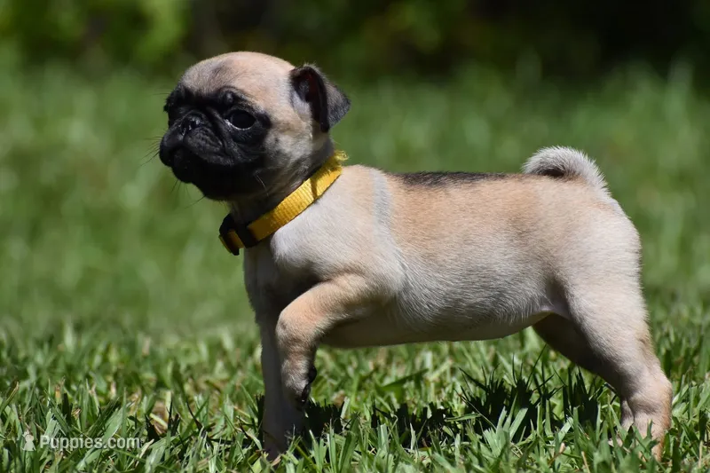 Honey Bee – Pug puppy for sale in Palm Coast, FL