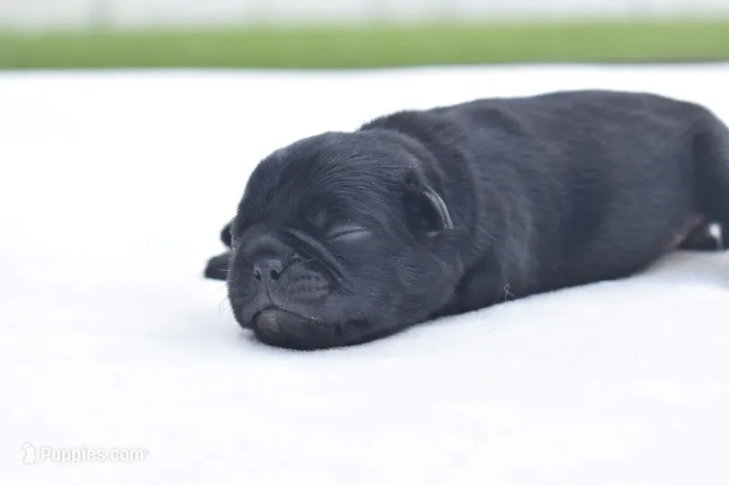 Pumpkin – Pug puppy for sale in Palm Coast, FL