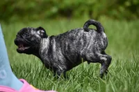Butterbean, a male Pug for sale in Palm Coast, FL – 7 of 9