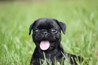 Daphne, a female Pug for sale in Palm Coast, FL – 5 of 6