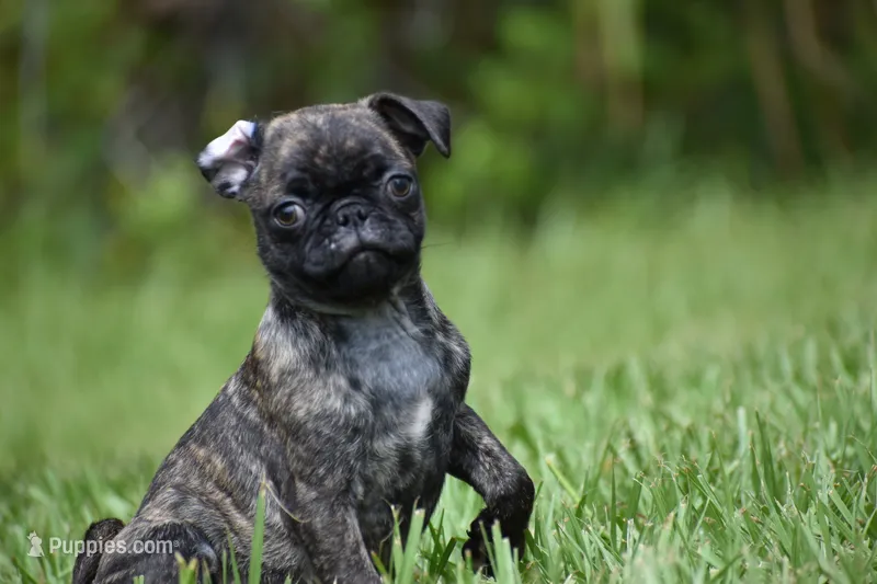 Maple Kiss  – Pug puppy for sale in Palm Coast, FL