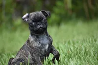 Maple Kiss , a female Pug for sale in Palm Coast, FL – 1 of 6