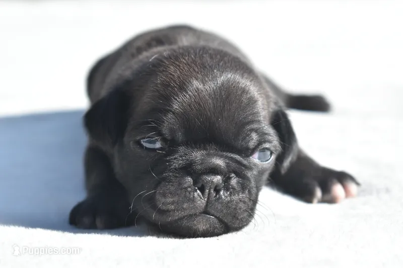 Hive – Pug puppy for sale in Palm Coast, FL