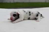 Jelly , a female Toy Australian Shepherd for sale in Palm Coast, FL – 2 of 6