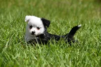 Rapunzel , a female Toy Australian Shepherd for sale in Palm Coast, FL – Photo 5 of 7