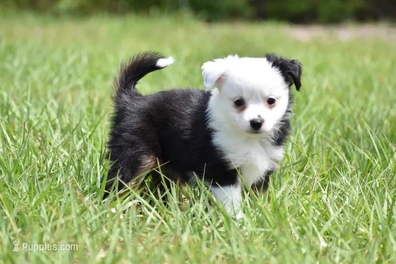 Rapunzel  – Toy Australian Shepherd puppy for sale in Palm Coast, FL