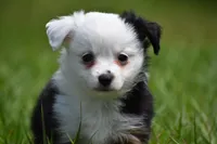 Rapunzel , a female Toy Australian Shepherd for sale in Palm Coast, FL – Photo 7 of 7