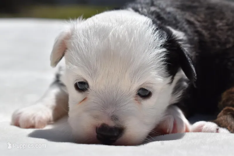 Rapunzel  – Toy Australian Shepherd puppy for sale in Palm Coast, FL