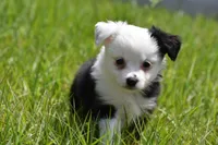 Rapunzel , a female Toy Australian Shepherd for sale in Palm Coast, FL – Photo 6 of 7