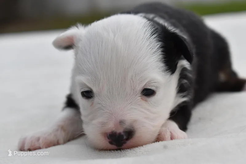 Rapunzel  – Toy Australian Shepherd puppy for sale in Palm Coast, FL