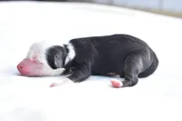 Rapunzel , a female Toy Australian Shepherd for sale in Palm Coast, FL – Photo 2 of 6