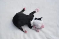 Rapunzel , a female Toy Australian Shepherd for sale in Palm Coast, FL – Photo 3 of 6