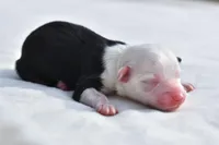 Rapunzel , a female Toy Australian Shepherd for sale in Palm Coast, FL – Photo 4 of 6