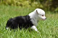 Rapunzel , a female Toy Australian Shepherd for sale in Palm Coast, FL – Photo 4 of 7