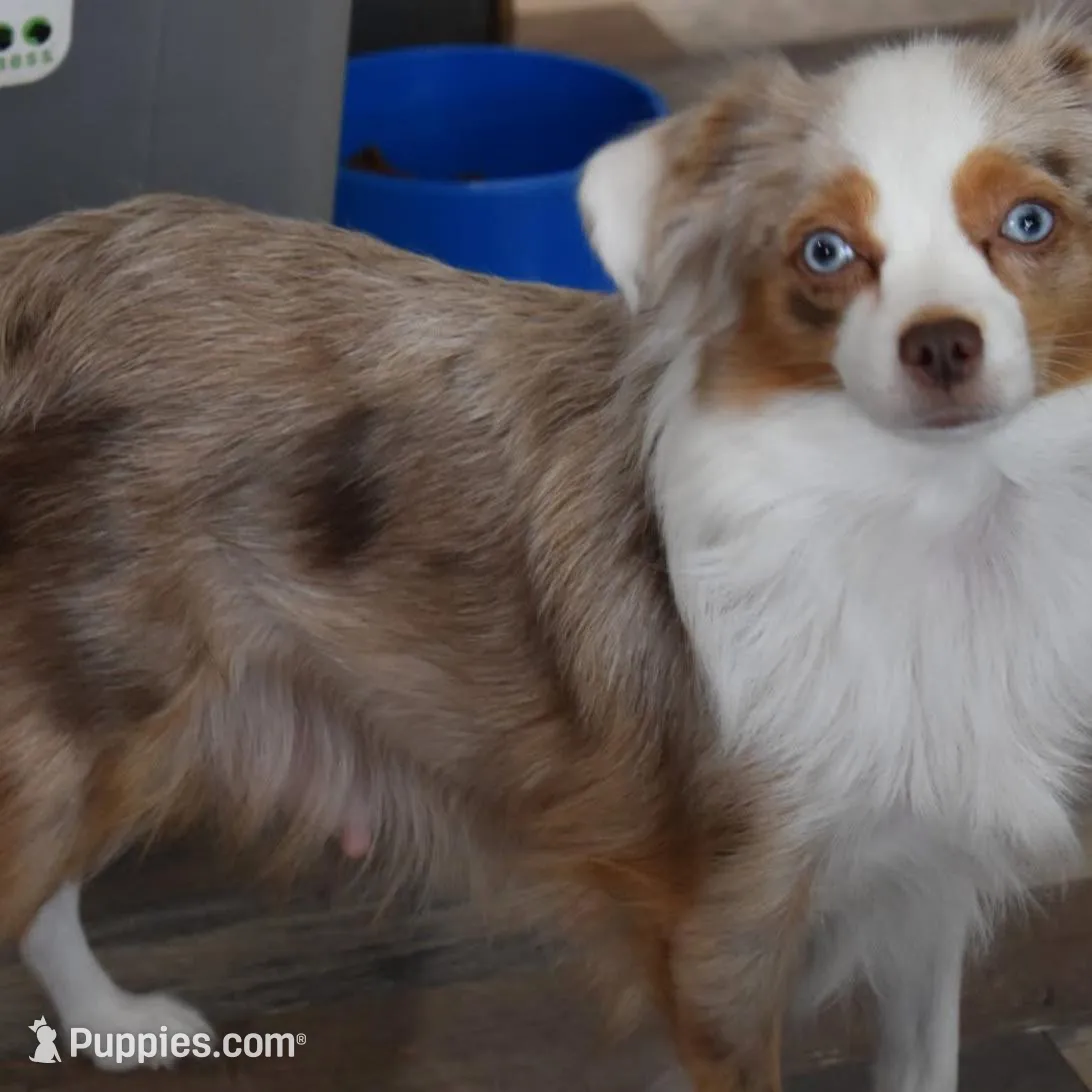 Rapunzel , a female Toy Australian Shepherd for sale in Palm Coast, FL – Photo 5 of 6