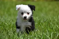 Rapunzel , a female Toy Australian Shepherd for sale in Palm Coast, FL – Photo 3 of 7