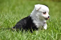 Rapunzel , a female Toy Australian Shepherd for sale in Palm Coast, FL – Photo 2 of 7