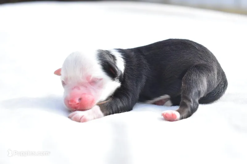 Rapunzel , a female Toy Australian Shepherd for sale in Palm Coast, FL – Photo 1 of 6