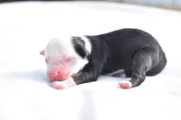 Rapunzel , a female Toy Australian Shepherd for sale in Palm Coast, FL – Photo 1 of 6